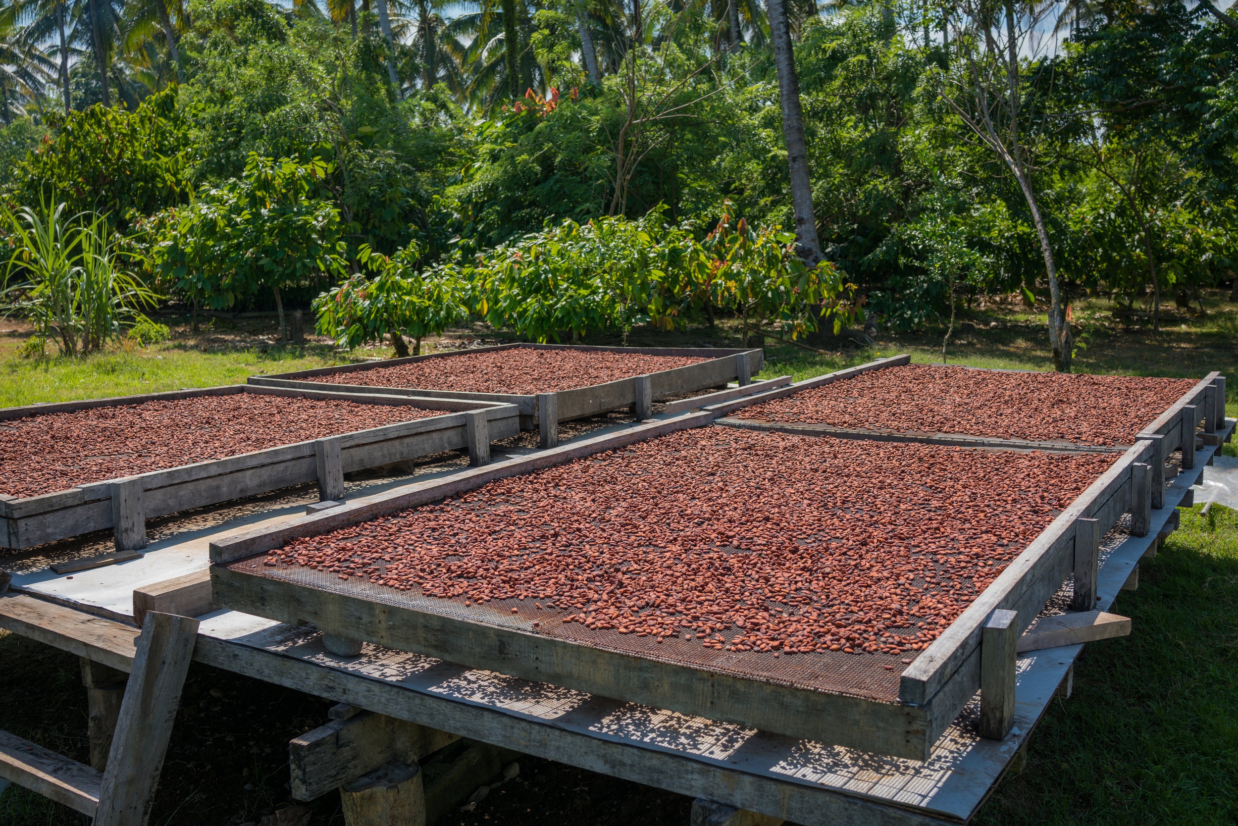 Cocoa Drying