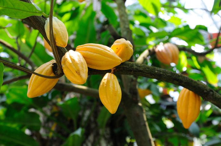 Cocoa Farm