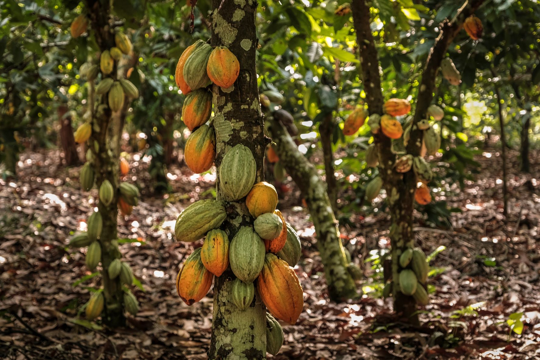 Cocoa Processing
